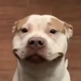 Joslyn Angello Rolon Altamar